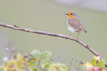 Robin (Erithacus rubecula). Bird in family Turdidae, photographed in Abruzzo, Italy