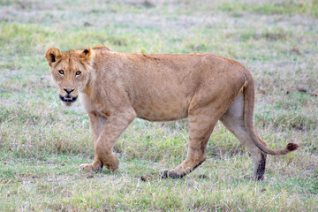 African wild animals in Tanzania