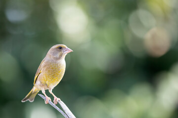 The European greenfinch (Chloris chloris) posing on its perch