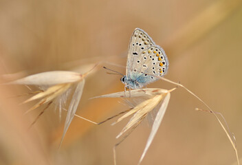 Macro shots, Beautiful nature scene. Closeup beautiful butterfly sitting on the flower in a summer garden.