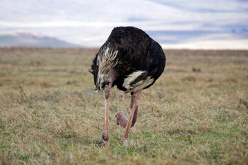 African wild animals in Tanzania