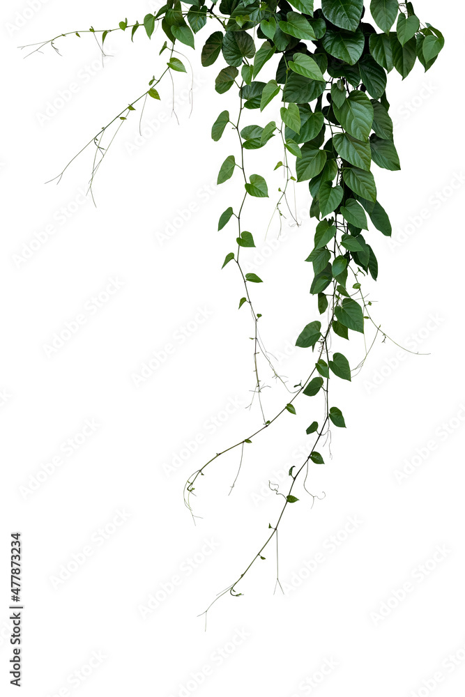 Canvas Prints Green leaves Javanese treebine or Grape ivy (Cissus spp.) jungle vine hanging ivy plant bush isolated on white background with clipping path.