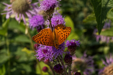 Butterfly spreading its wings.