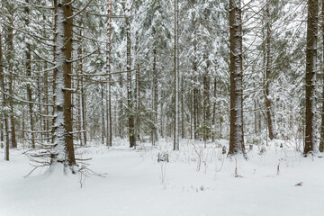 Winter forest in the snow, beautiful nature.