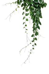 Tuinposter Green leaves Javanese treebine or Grape ivy (Cissus spp.) jungle vine hanging ivy plant bush isolated on white background with clipping path. © Chansom Pantip