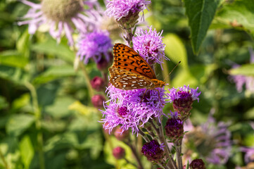 Butterfly spreading its wings.