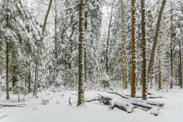 Winter forest in the snow, beautiful nature.