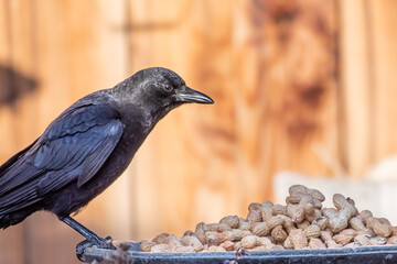 Common crow perched next to a bowl of peanuts