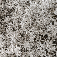 Hoar frost covering a bush