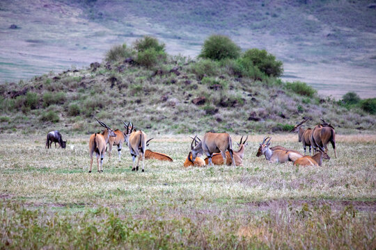 African wild animals in Tanzania