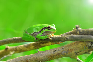 Europaean tree frog Hyla arborea from water onto dry reed-mace leaf in natural background