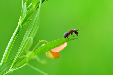 Beautiful Strong jaws of red ant close-up