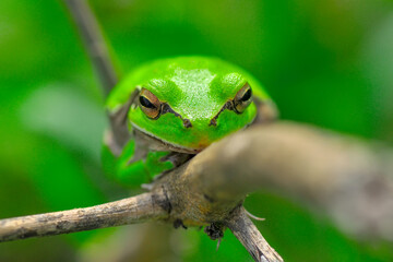 Europaean tree frog Hyla arborea from water onto dry reed-mace leaf in natural background