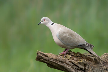   Eurasian Collared-Dove          (Streptopelia decaocto) on a branch. Gelderland in the Netherlands. Bokeh background.                                                                                 
