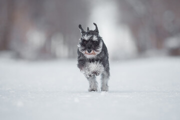 dog Miniature Schnauzer in winter