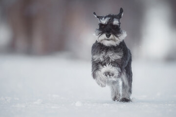 dog Miniature Schnauzer in winter