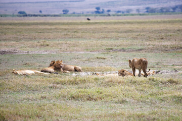 African safari and wildlife animals in tanzania