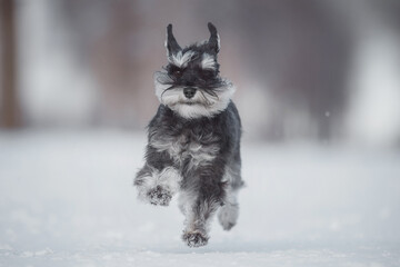 dog Miniature Schnauzer in winter