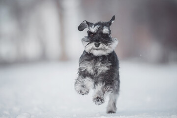 dog Miniature Schnauzer in winter