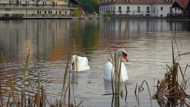 Two white swans feeding from the bottom of Črnava lake, Preddvor, Slovenia. Birds searching for food under the water. Pristine and quiet environment. Real time