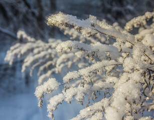 The light of the winter sun on the branches of a bush covered with fluffy snow