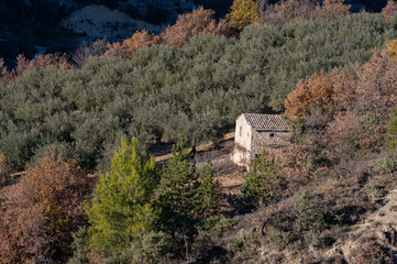 Sunny shed in an olive trees field, with a shaded mountain in the background. Autumn in Provence in France