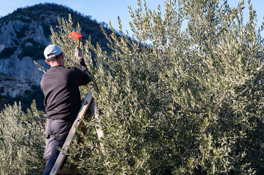 A man picking olives, using a rake, a comb. Perched on top of a tripod.