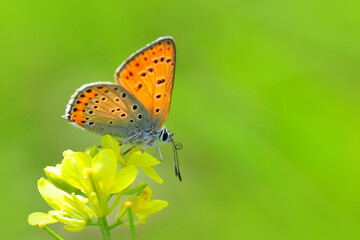Macro shots, Beautiful nature scene. Closeup beautiful butterfly sitting on the flower in a summer garden.