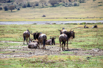 African safari and wildlife animals in tanzania