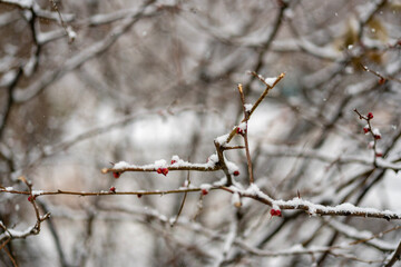 first snow covered tree branches 
