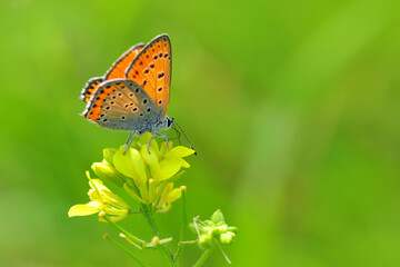 Macro shots, Beautiful nature scene. Closeup beautiful butterfly sitting on the flower in a summer garden.