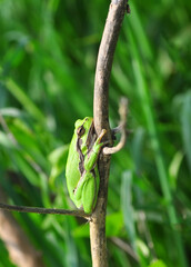 Europaean tree frog Hyla arborea from water onto dry reed-mace leaf in natural background