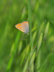 Macro shots, Beautiful nature scene. Closeup beautiful butterfly sitting on the flower in a summer garden.