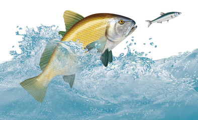 poisson, corbeau de mer, attaque, évasion, vague, aliment, frais, blanc, fruits de mer, brut, pêche, sauvage, mer, ailette, sain, queue, attraper, truite, tête, nature, argent, fraîcheur, eau, repas © behzadillustrations