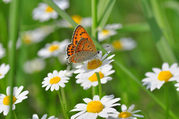 Macro shots, Beautiful nature scene. Closeup beautiful butterfly sitting on the flower in a summer garden.