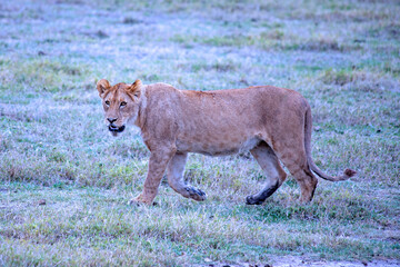 African safari and wildlife animals in tanzania