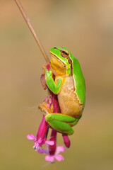 Europaean tree frog Hyla arborea from water onto dry reed-mace leaf in natural background