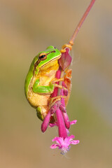 Europaean tree frog Hyla arborea from water onto dry reed-mace leaf in natural background