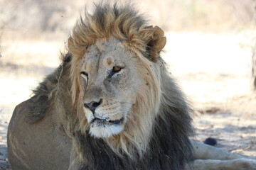 Male Lion in the Kgalagadi