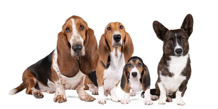 Dog family or pack of a French basset artesien normand and puppy a basset hound and a welsh corgi standing and seen from the front isolated on a white background