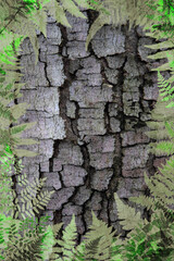 fern leaves frame natural 
