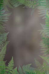 fern leaves frame natural 