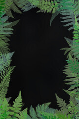 fern leaves frame natural 