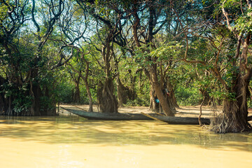 Ratargul swamp forest in winter