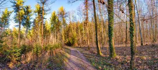 Obraz premium Panoramic view over magical deciduous forest landscape with moss, lichen and epiphyte like vine lianas at late Autumn with many leaves at Fall during warm sunset.