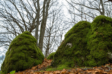 Italy January 2022, panoramic view of a beech forest with moss and dry autumn leaves of Monte Cucco in Umbria