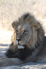 Male Lion in the Kgalagadi
