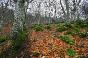 Italy January 2022, panoramic view of a beech forest with moss and dry autumn leaves of Monte Cucco in Umbria