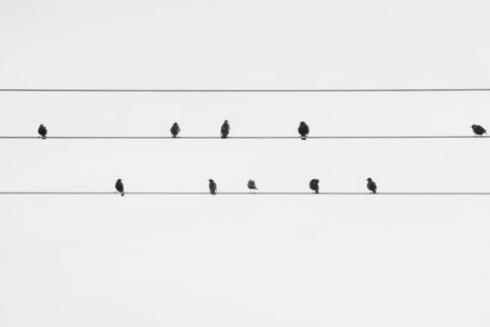 Pajaros reunidos en el cable