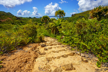 Fototapeta na wymiar hikink through the jungle on curieuse island on the seychelles